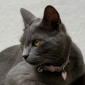 Meet your Posher, Bertie.